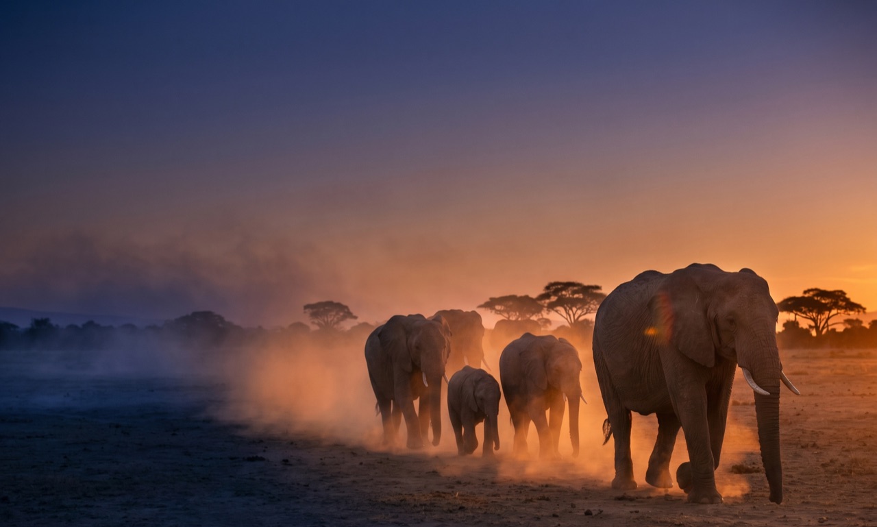 Wildlife Protection