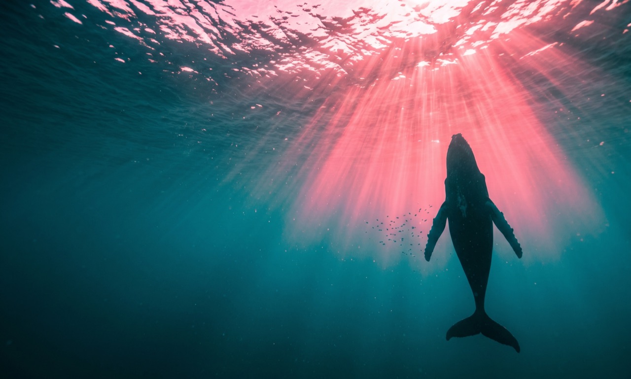 Ocean Conservation
